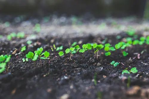 種植高質(zhì)量農(nóng)作物離不開土壤重金屬測定儀