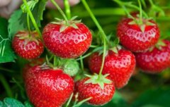 農(nóng)殘快速檢測(cè)儀保障餐桌上的安全！