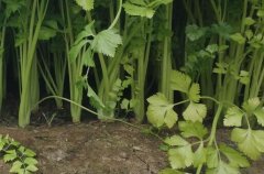 有機(jī)肥檢測儀有效降低肥料施加成本