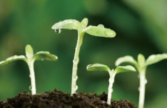 農(nóng)業(yè)土壤研究使用土壤養(yǎng)分分析儀提高效率