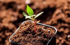 使用有機(jī)質(zhì)測(cè)定儀可以改善土壤理化性質(zhì)